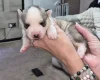 Siberian Husky