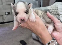 Puppy 6