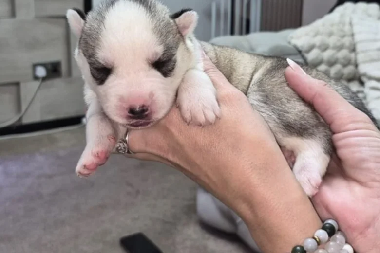Siberian Husky