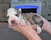 Siberian Husky