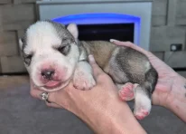 Puppy 2