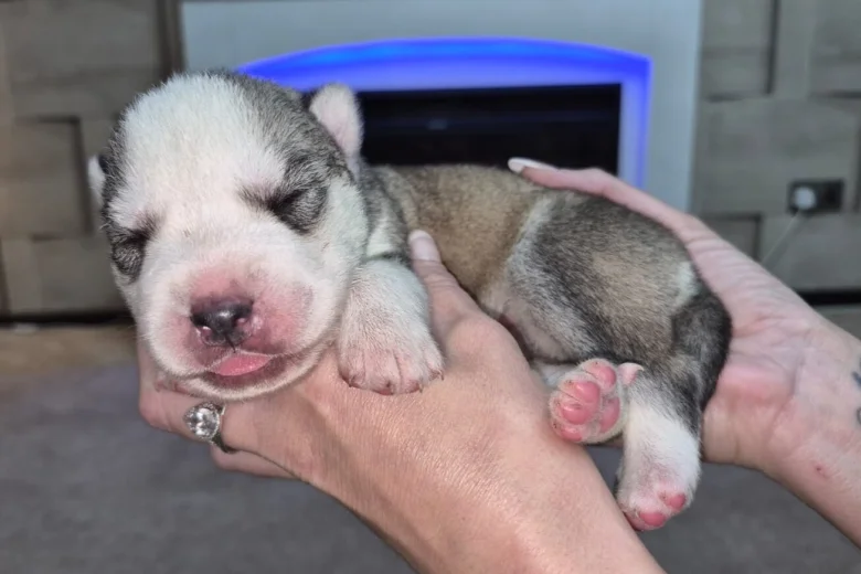 Siberian Husky
