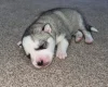Siberian Husky