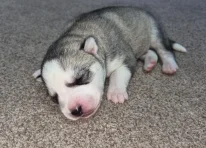 Puppy 3