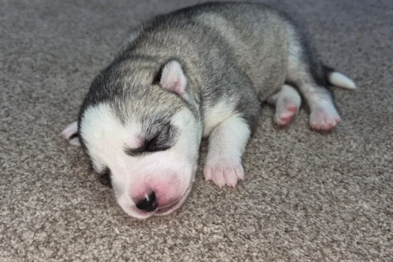 Siberian Husky