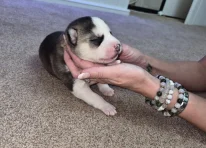 Puppy 1