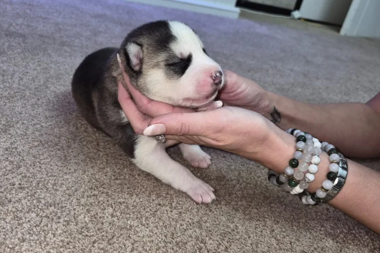 Siberian Husky