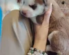 Siberian Husky