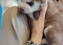 Puppy 4