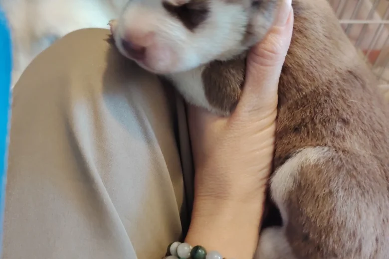 Siberian Husky
