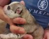 Siberian Husky