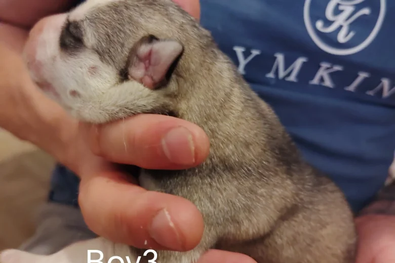 Siberian Husky