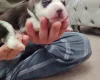 Siberian Husky