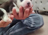 Puppy 5