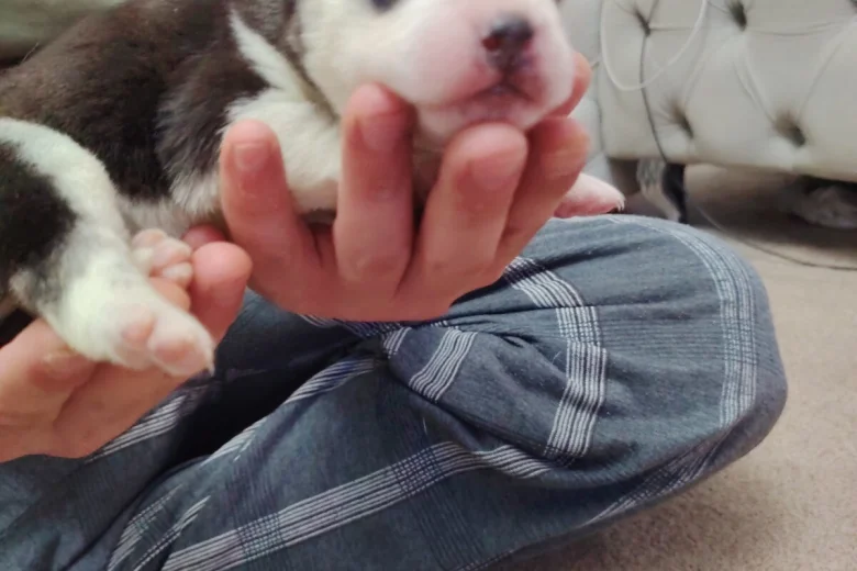 Siberian Husky