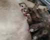 Siberian Husky