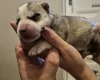 Siberian Husky