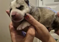 Puppy 7