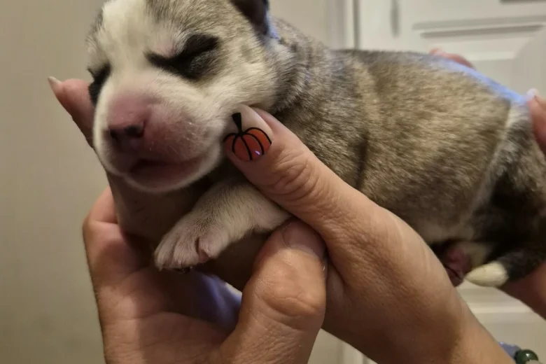 Siberian Husky