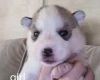 Siberian Husky