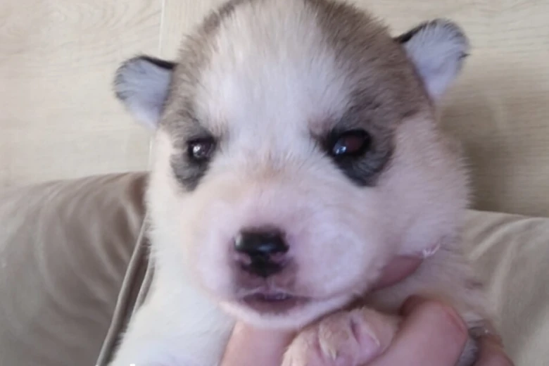 Siberian Husky