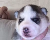 Siberian Husky