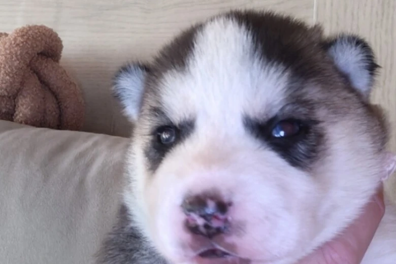 Siberian Husky
