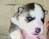 Siberian Husky