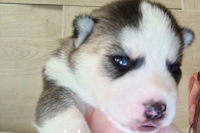 Siberian Husky