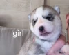 Siberian Husky