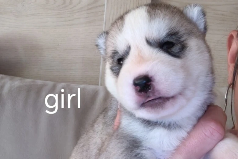 Siberian Husky