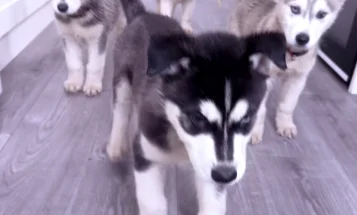 Siberian Husky
