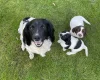 Sprocker Spaniel
