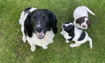 Sprocker Spaniel