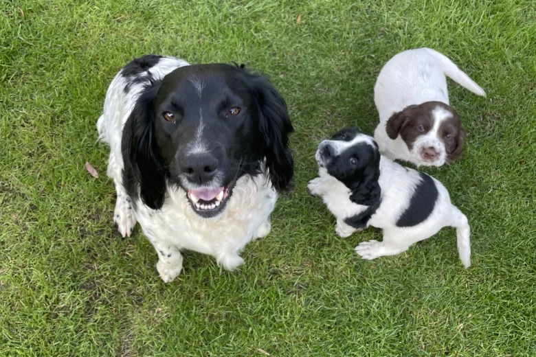 Sprocker Spaniel