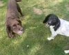Sprocker Spaniel