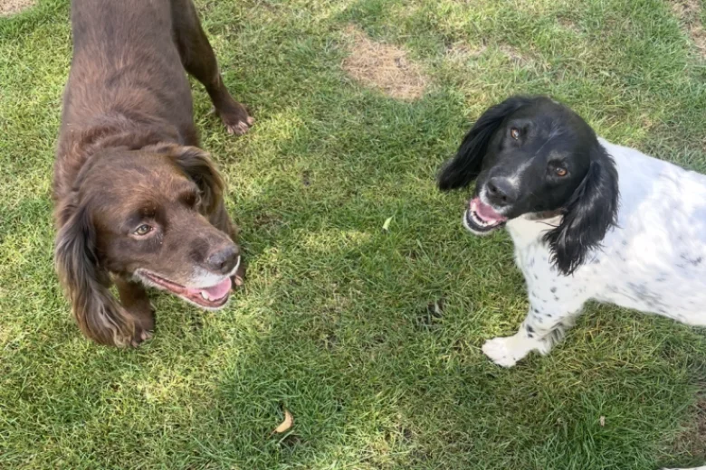 Sprocker Spaniel