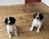 Sprocker Spaniel