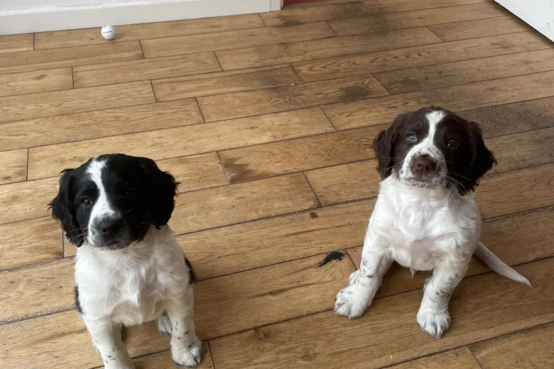Sprocker Spaniel