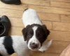 Sprocker Spaniel