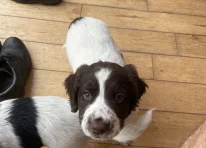 Puppy 1