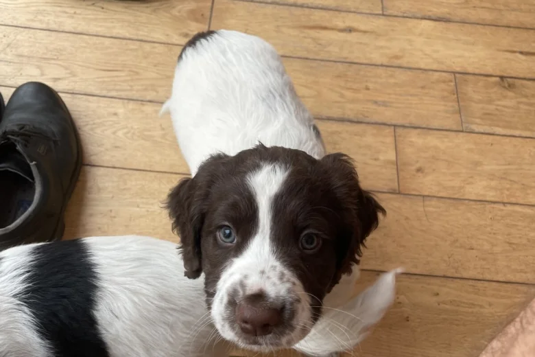 Sprocker Spaniel