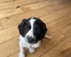Sprocker Spaniel