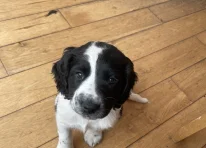 Puppy 2