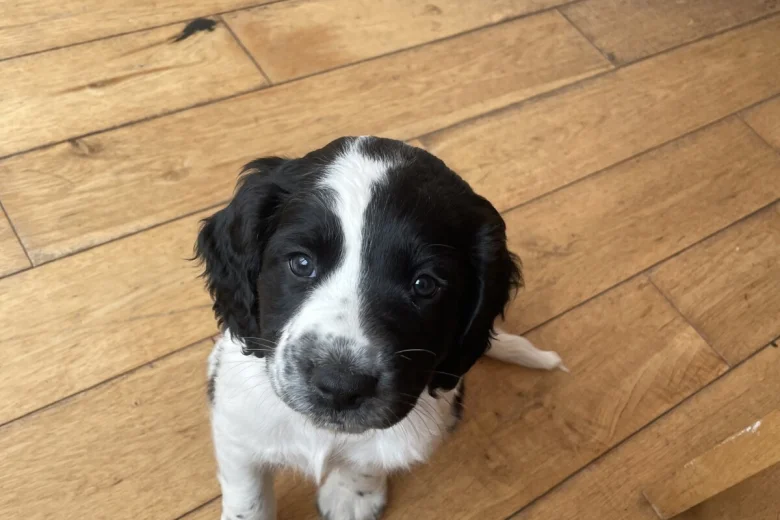 Sprocker Spaniel