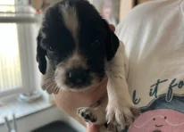Puppy 1
