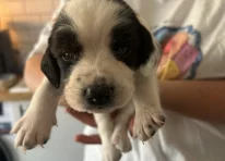 Puppy 2