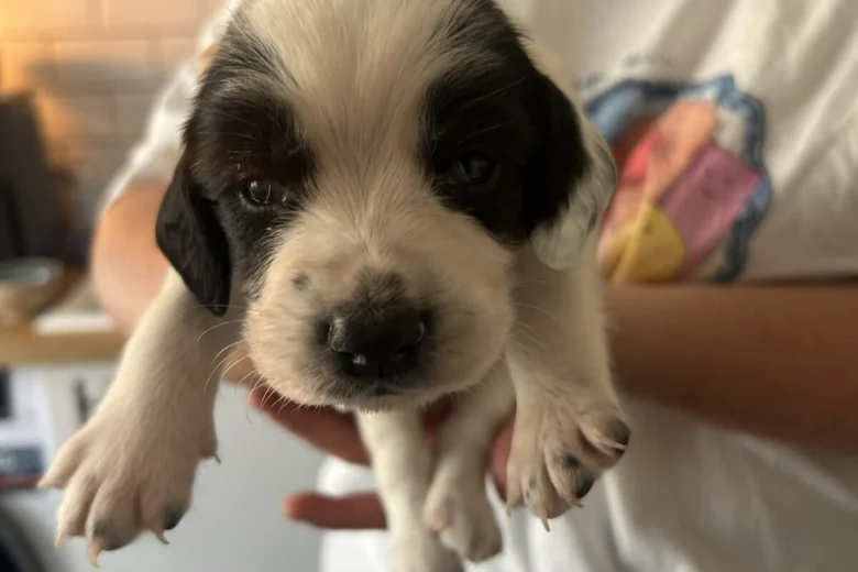 Sprocker Spaniel