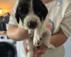 Sprocker Spaniel