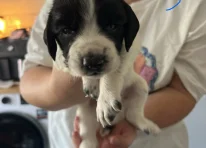 Puppy 3